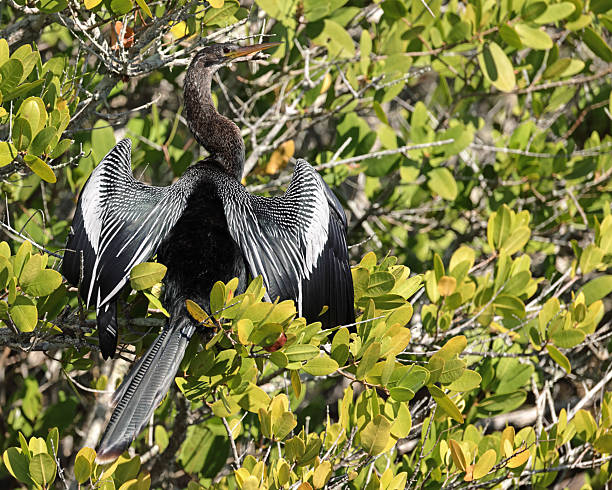 istock Anhinga bird perched in a tree with wings spread wide 2249957371