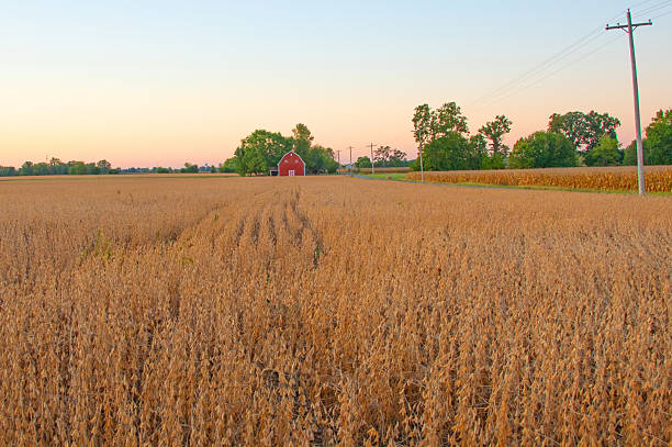 istock Soybean Field at sunrise- Hamilton County, Indiana 2249957569