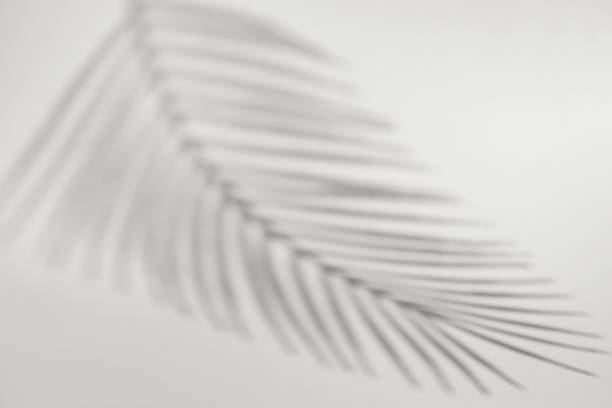 istock Abstract palm shadow color of 2026 year cloud white 2249959593