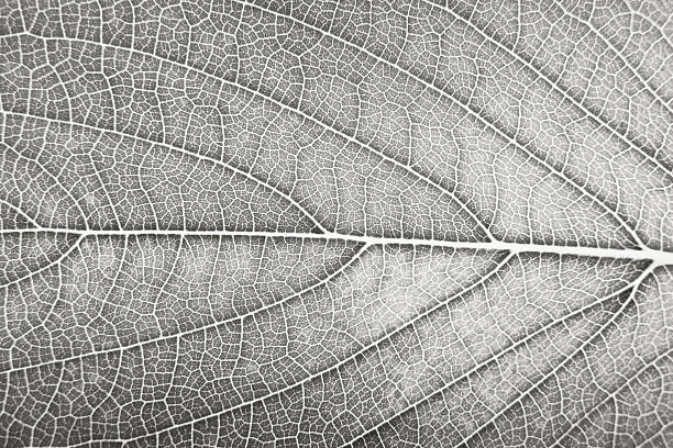 istock leaf natural texture close up macro color of 2026 year cloud white 2249959610