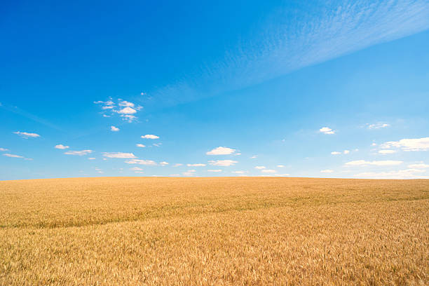istock Ripe wheat field on a sunny summer day 2249959814