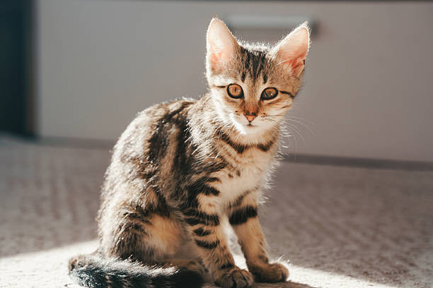istock A sick kitten with an eye infection sits on a carpet in the sunlight 2249962261