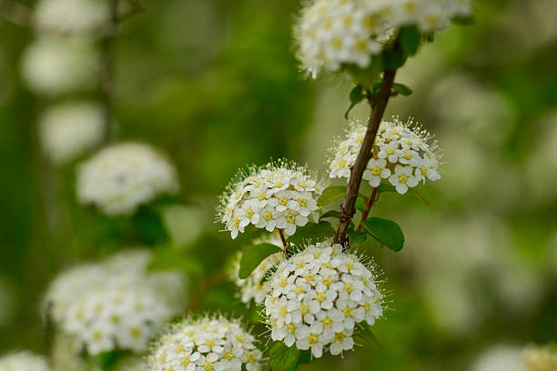 istock Spiraea pubescens deciduous shrub with ovate serrated leaves and white spring corymb flowers thriving across Korean mountain and urban habitats 2249965840