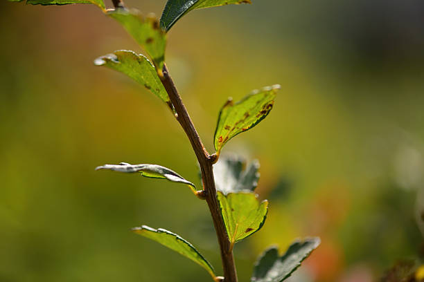 Spiraea pubescens deciduous shrub with ovate serrated leaves and white spring corymb flowers thriving across Korean mountain and urban habitats