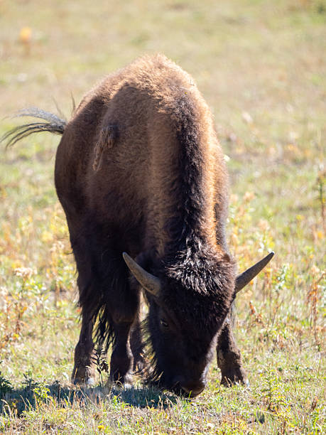 istock Front View of Bison Grazing in Yellowstone Meadow 2249967184