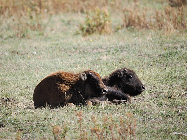 Two adorable bison calves lying side by side in a grassy field in Yellowstone. One calf has the distinct orange-brown coat.