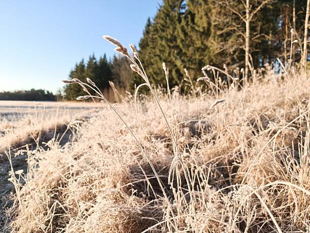 istock Frost on meadow grass and blue sky 2249967796