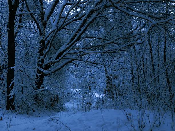 istock Dark winter forest at dusk. Mysterious landscape with snow on trees. 2249970497