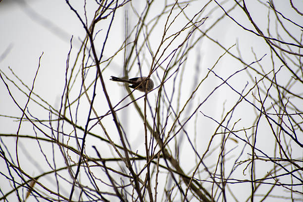 A view of a Long-tailed Tit bird perched on a  tree branch in Nottingham, UK.