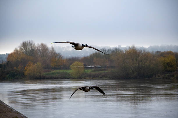 istock A view of Canada Geese in flight over water on the river. 2249971147
