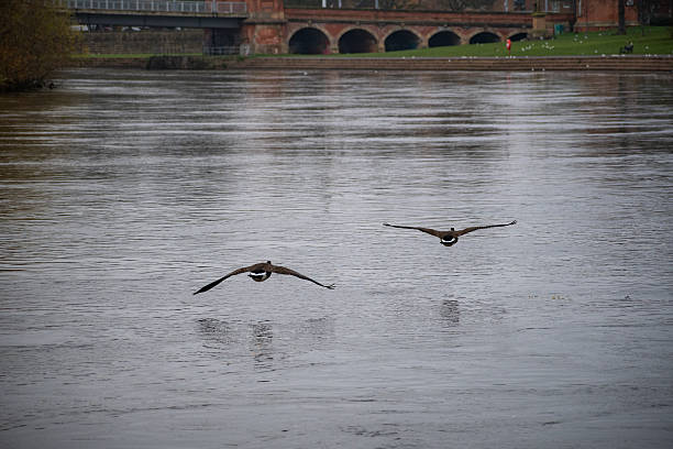Couple Geese in flight passing in high Speed.