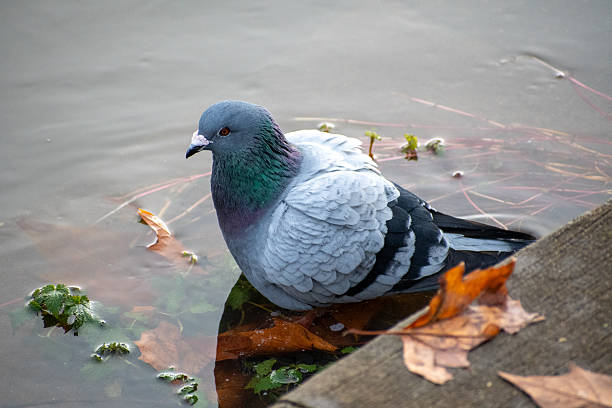 A Feral Pigeon taking a bath in the river Trent water in Nottingham, UK.