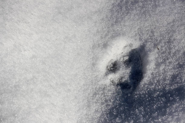 istock Sharp, detailed animal paw print impressed into fresh, glittering snow, captured in bright sunlight with deep shadows and texture. 2249971385