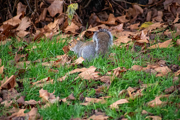 A close-up view of a Grey Squirrel foraging for food near the river Trent in nottingham, UK.