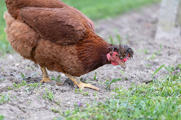 istock Brown Chicken Walking Through a Green Grassy Field in a Rural Setting 2249972080