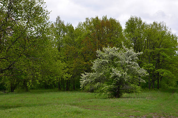 istock Springtime Forest Edge with Flowering Tree in the middle of green lawn 2249972216