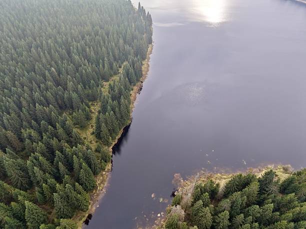 istock peaceful lake surrounded by trees, silent waterfront bordered by thick pine forest and calm waters 2249974352