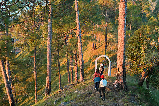A small group of adults, walk along a forest trail surrounded by tall pine trees and warm morning light, heading toward a simple stone arch structure in Binsar Nature Reserve, located in the Kumaon region of India. The scene captures a peaceful moment of outdoor exploration, family travel, and connection with nature in a mountainous landscape at sunrise.