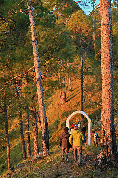 A small group of adults, walk along a forest trail surrounded by tall pine trees and warm morning light, heading toward a simple stone arch structure in Binsar Nature Reserve, located in the Kumaon region of India. The scene captures a peaceful moment of outdoor exploration, family travel, and connection with nature in a mountainous landscape at sunrise.