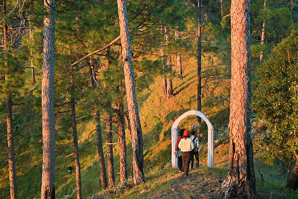 A small group of adults, walk along a forest trail surrounded by tall pine trees and warm morning light, heading toward a simple stone arch structure in Binsar Nature Reserve, located in the Kumaon region of India. The scene captures a peaceful moment of outdoor exploration, family travel, and connection with nature in a mountainous landscape at sunrise.