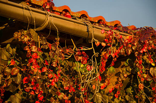Close-up view of climbing vines displaying brilliant red and deep burgundy fall foliage. The vine drapes over a terracotta tiled roof and a brown rain gutter against a clear blue sky, bathed in golden hour sunshine.