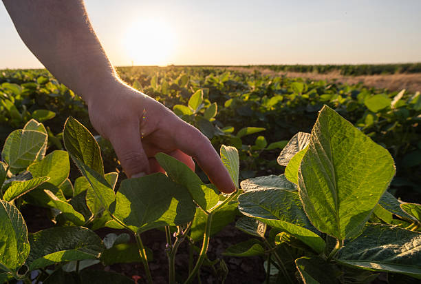 istock farmer analyzes young leaves the soya beans 2249974879