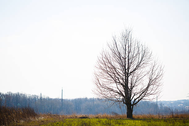 istock Big tree grows solitary in an empty field against the sky 2249975106
