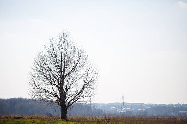 istock Big tree grows solitary in an empty field against the sky 2249975204