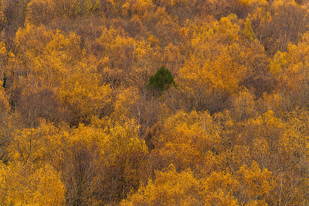 Top-down or elevated view of a colorful autumn forest filled with bright yellow and orange deciduous trees, with one contrasting green conifer in the center creating a strong visual focal point. The natural texture pattern and warm fall colors work well for concepts such as individuality, diversity, seasons change, environment and sustainable forestry, with copy space formed by repetitive foliage texture.