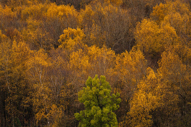 Bright green deciduous tree in the foreground contrasts with a hillside covered by yellow and orange autumn foliage, creating a strong color accent and focal point. The tight framing and layered forest texture work well for concepts like individuality, diversity, sustainability, fall season and environmental themes, with natural copy space in the repeating foliage pattern.