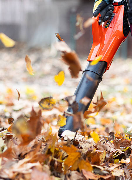 istock Person using a leaf blower to clear the leaves 2249976739