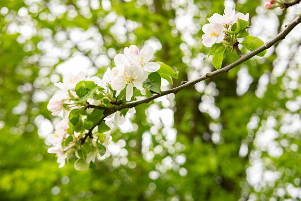 istock Close-up white Blooming apple tree blossoms. Fresh spring flowers. Perfect for spring themes and backgrounds, for web design and advertising 2249976919