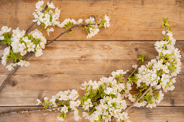 Spring floral Blooming cherry branches background for Easter, Mother's Day, or greeting cards, blank space, Springtime floral arrangement with hyacinths