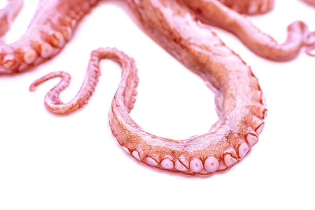 istock Close up octopus tentacles with suction cups, detailed marine texture, sea life pattern, underwater creature macro view, seafood concept, ocean biology and nature background, beauty marine life 2249977158