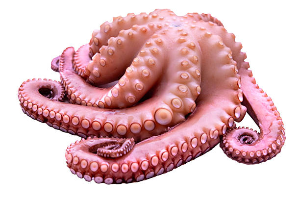 istock Close up fresh octopus tentacles with detailed suction cups, Octopus tentacles pink texture, seafood culinary ingredient for gourmet cooking, Mediterranean diet and exotic flavors, restaurant menu 2249977170