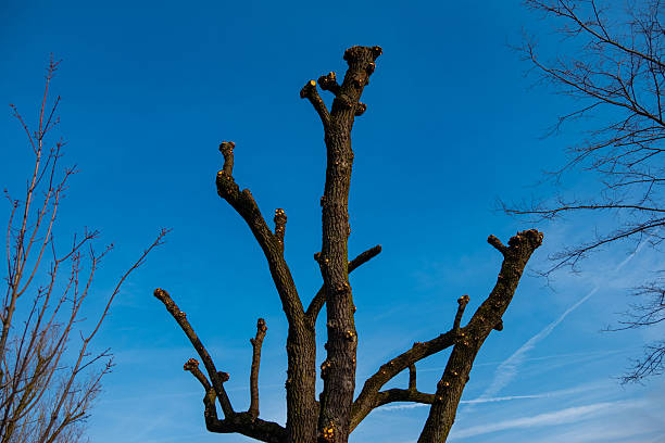 istock tree with heavily pruned branches against clear blue sky, cuts from crown reduction, stark silhouette bare limbs in winter or early spring, winter gardening, pruning, maintenance urban or park trees 2249977173