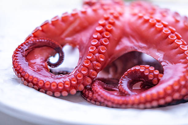 Freshly boiled octopus in white plate on cloth, Mediterranean diet and exotic flavors, low-fat portion restaurant menu, Octopus tentacles pink texture, seafood culinary ingredient for gourmet cooking
