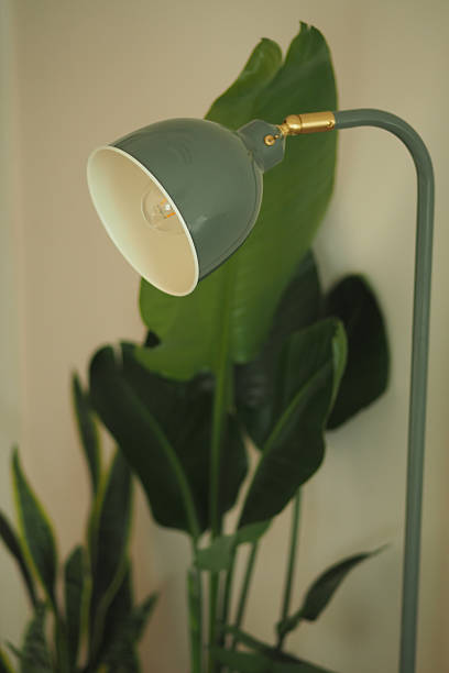 istock Modern floor lamp illuminating indoor plants in a cozy space 2249977417