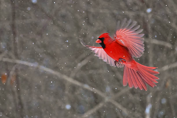 istock Northern Cardinal (Cardinalis cardinalis) Male in Flight 2249978154