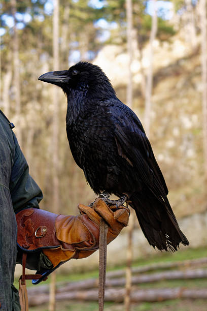istock A stunning raven perched on a gloved hand, showcasing its beauty and intelligence. 2249978175
