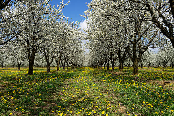 A scenic orchard in full bloom, with rows of flowering cherry trees creating a stunning visual display under a blue sky.