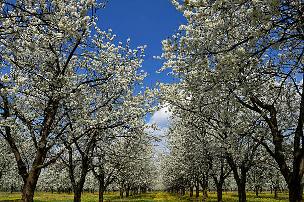 Scenic view of a cherry orchard in full bloom under a clear, blue sky during springtime. Rows of cherry trees create an immersive tunnel.