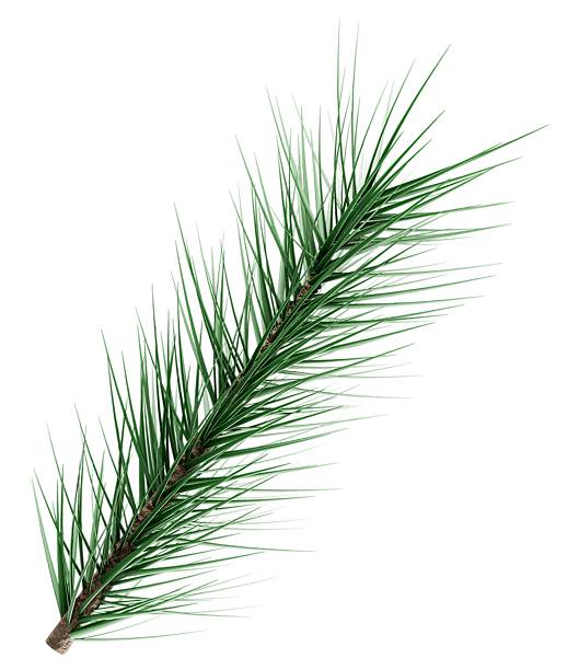 Pine leaf