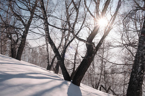 A sunny winter day in a mountain forest. A snowy slope with birch trees, through the branches of which the bright rays of the sun break through