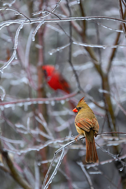 istock Northern Cardinal (Cardinalis cardinalis) During an Ice Storm 2249979652