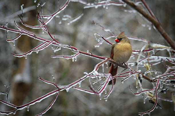 Northern Cardinal (Cardinalis cardinalis) Female During an Ice Storm