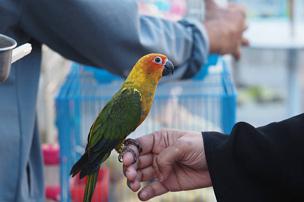 istock Colorful parrot perched on a person's hand in market 2249980103