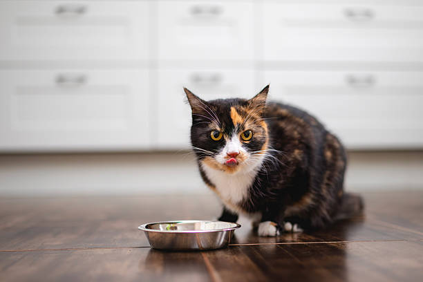 istock Brown cute domestic cat sitting in kitchen licking 2249981198