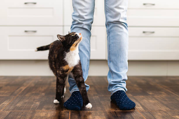 istock Tabby cat standing in kitchen looking up at owner 2249981199