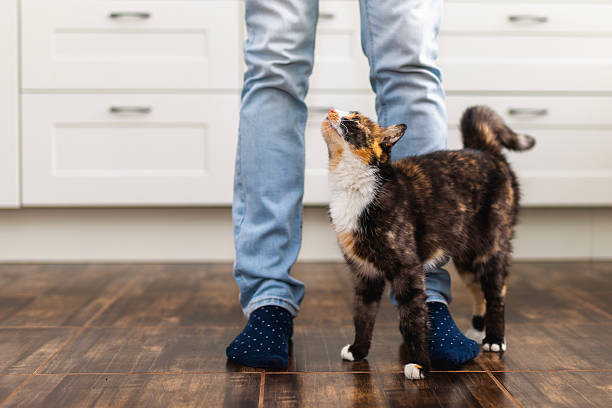 istock Tabby cat standing in kitchen looking up at owner 2249981200